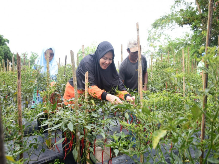 Lakukan Peninjauan Ke Kebun Cabe Kelompok Tani Dan Kebun TP PKK Kab Kampar, Ricana Hambali : Pemanfaatan Lahan Masuk Pada 10 Program Pokok PKK.