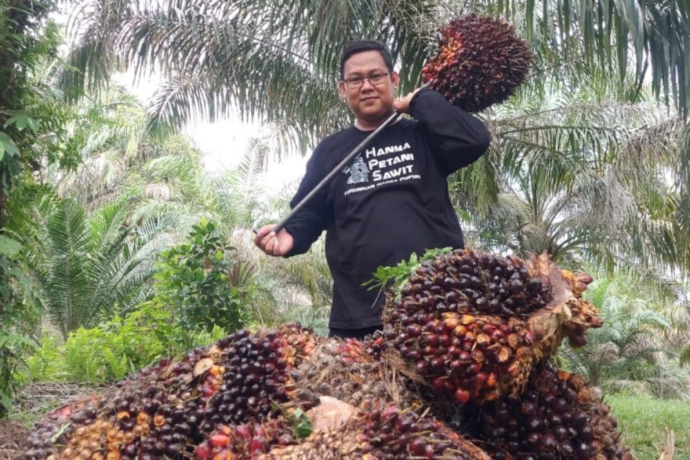 Harga TBS Kelapa Sawit Mitra Swadaya Riau Melonjak Tembus Rp 3.544 per Kg